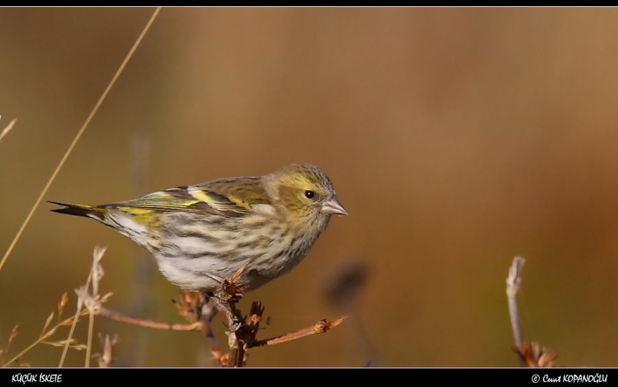 Eurasian Siskin