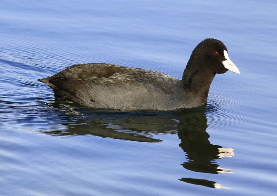 Eurasian Coot