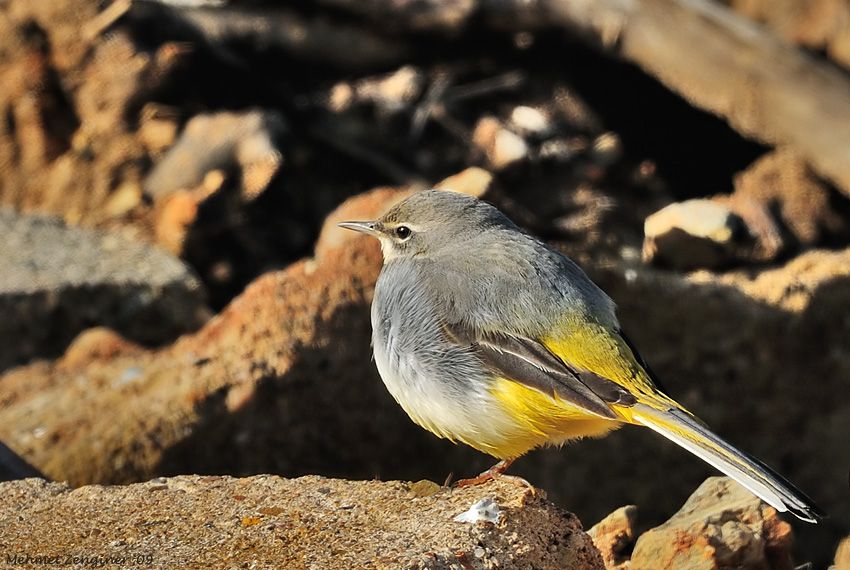 Grey Wagtail