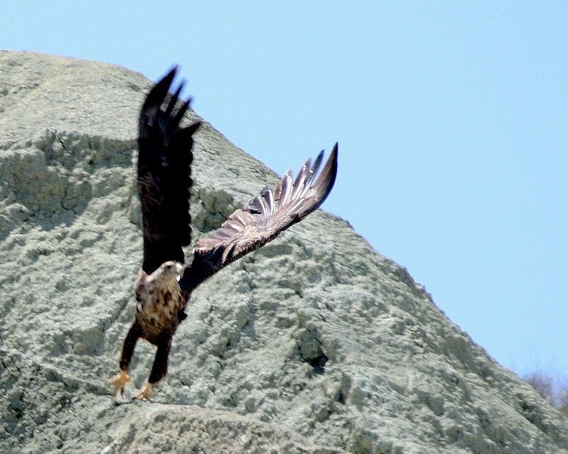 Akkuyruklu Kartal