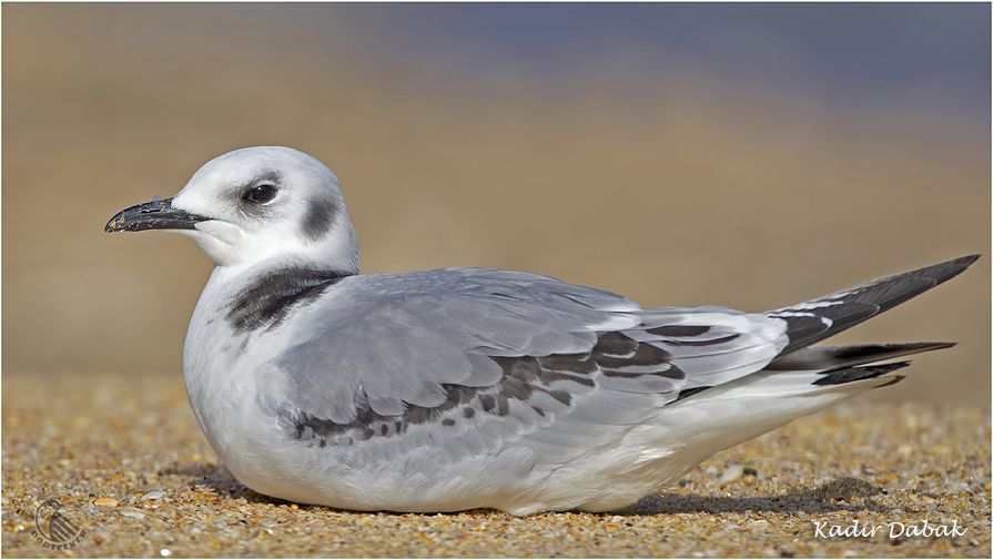 Black-legged Kittiwake