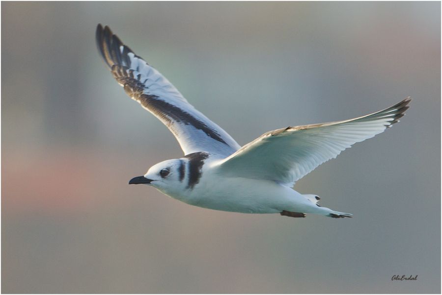 Black-legged Kittiwake