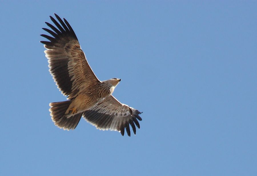 Şah Kartal