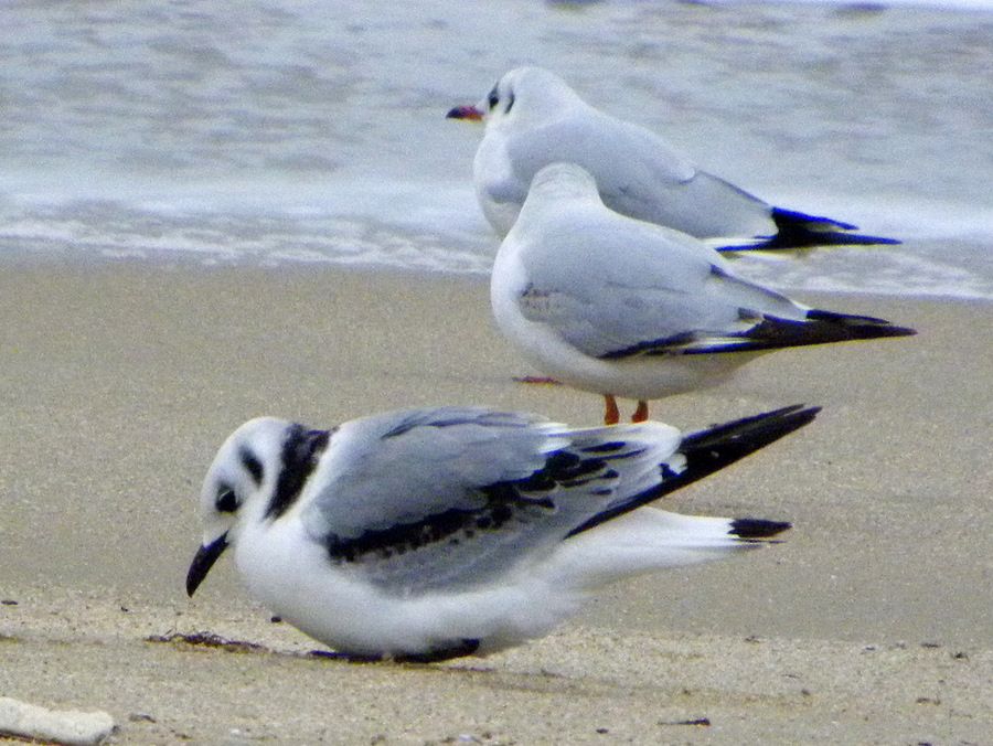 Black-legged Kittiwake