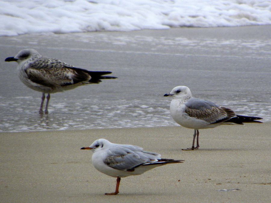 Common Gull
