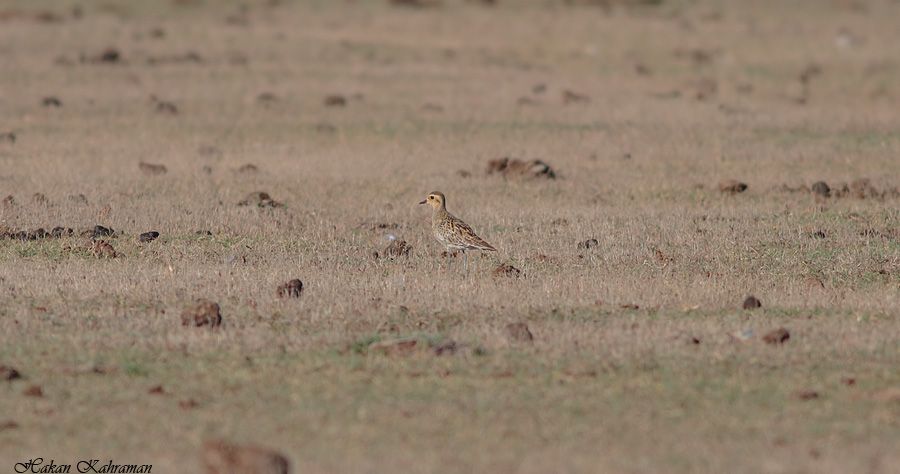Pacific Golden Plover
