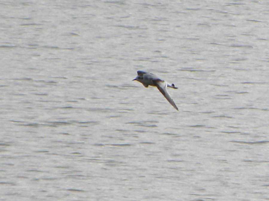 Little Gull
