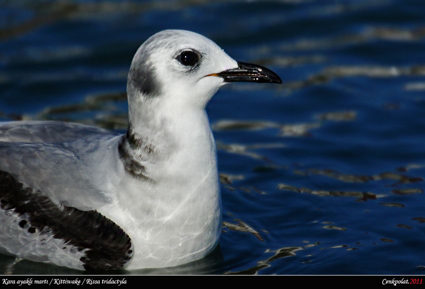 Black-legged Kittiwake