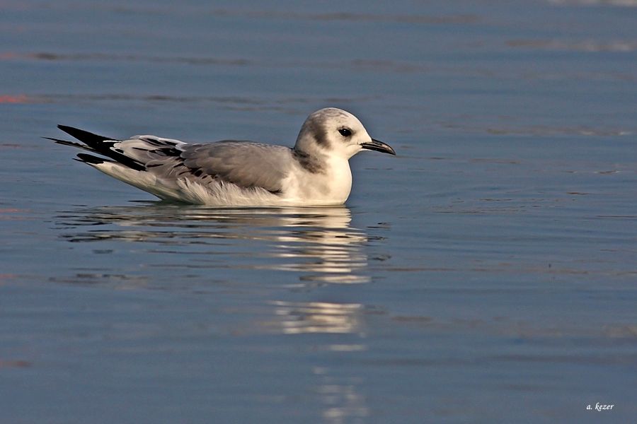 Black-legged Kittiwake