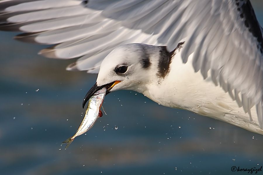 Black-legged Kittiwake
