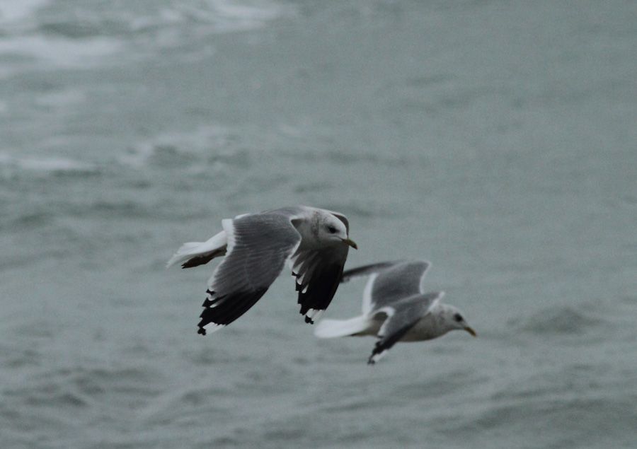 Common Gull