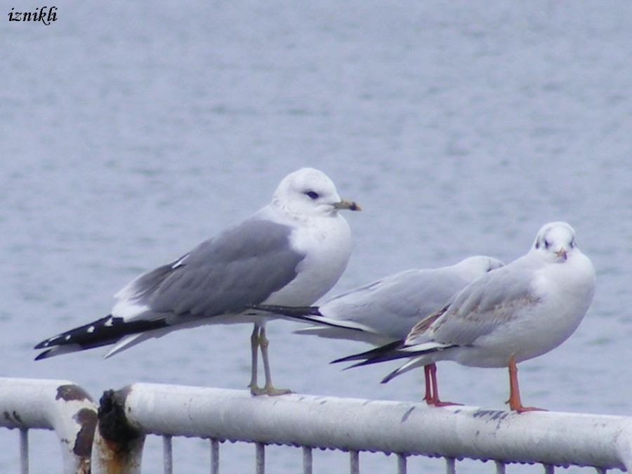 Common Gull