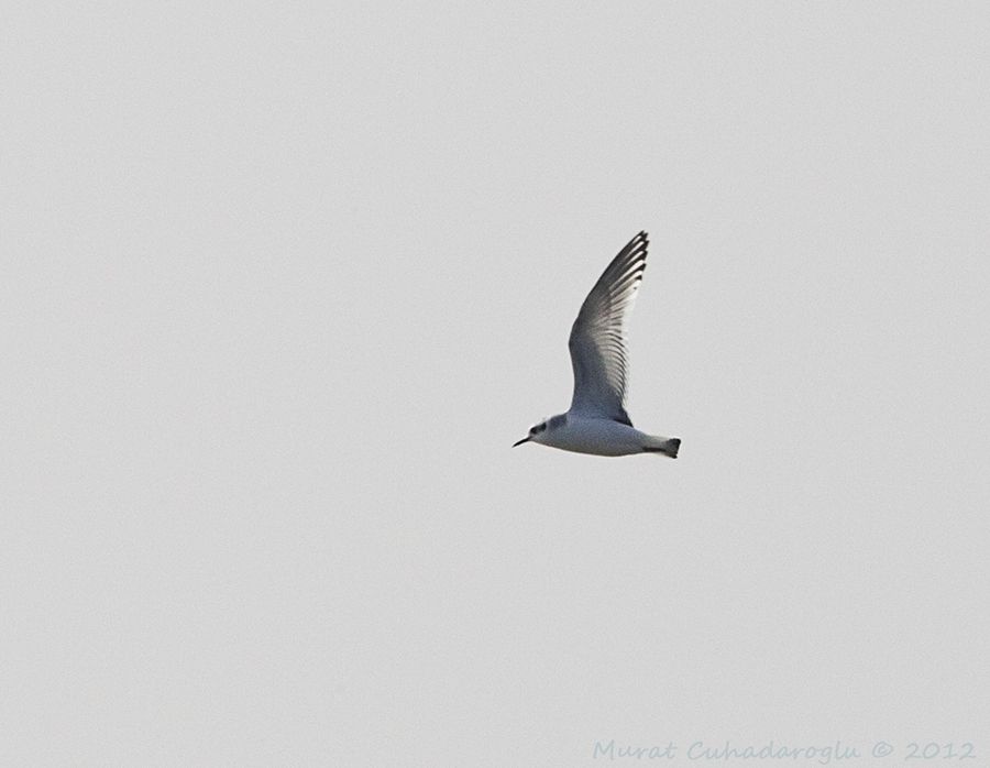 Little Gull