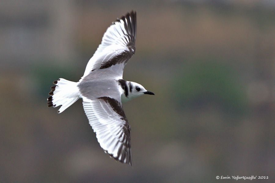 Black-legged Kittiwake