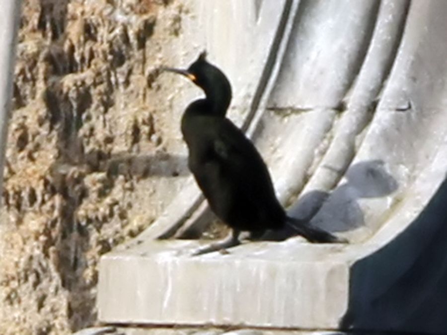 Tepeli Karabatak
