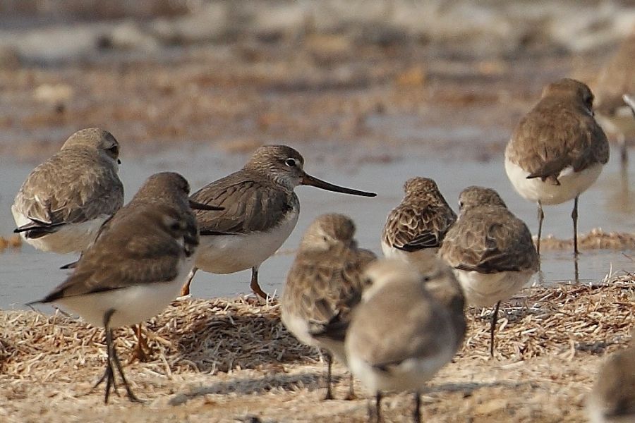 Terek Sandpiper