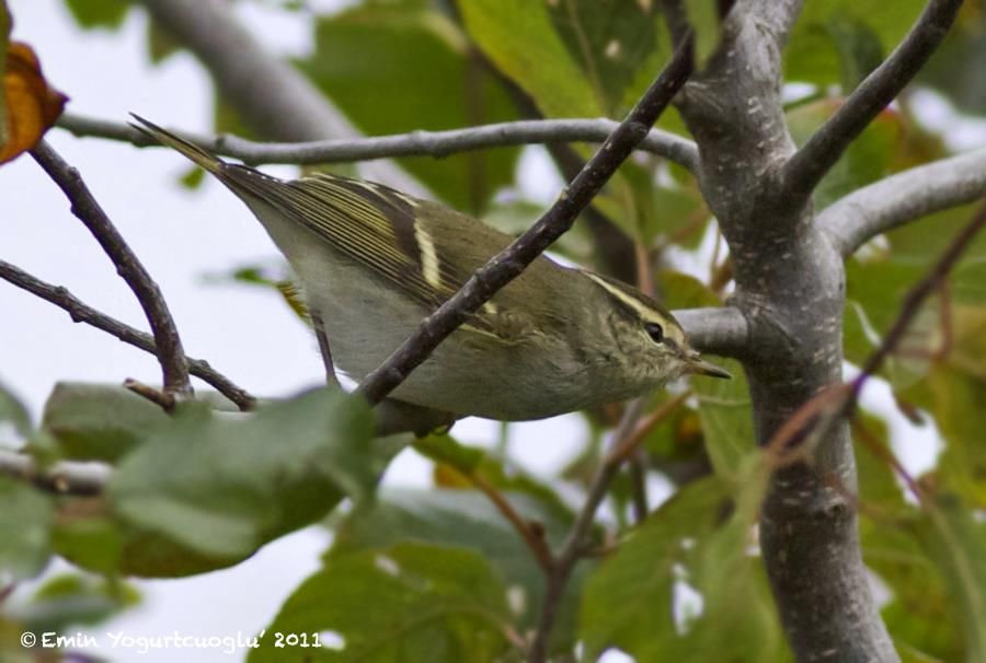 Yellow-browed Warbler