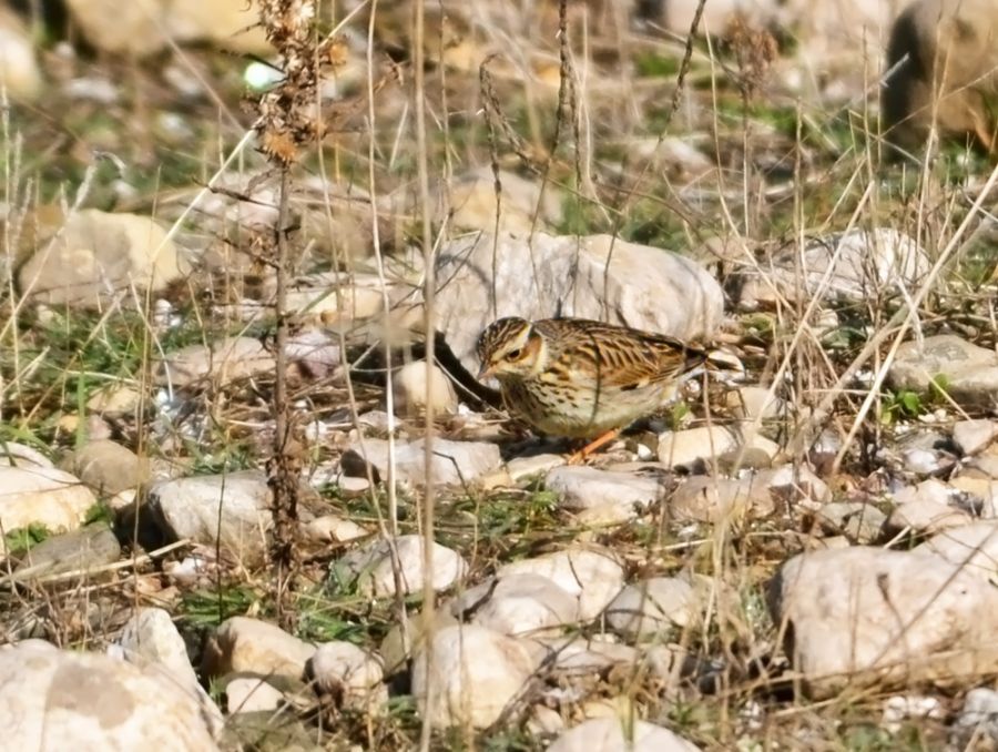 Orman Toygarı