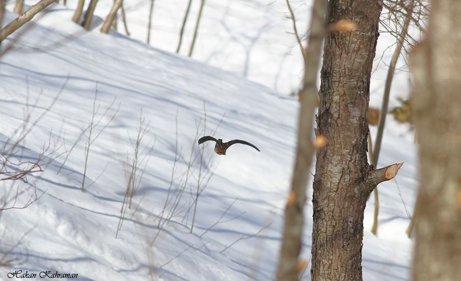 Eurasian Woodcock