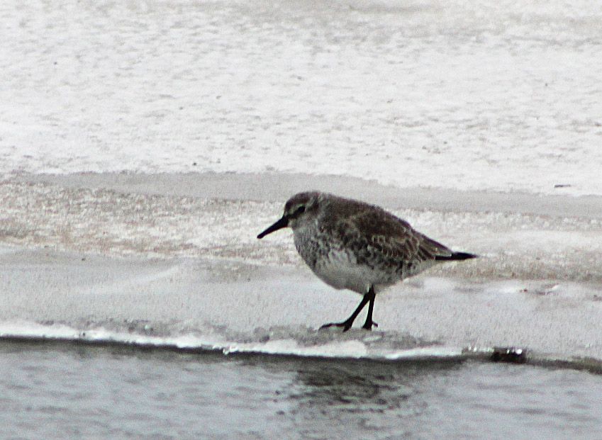 Red Knot