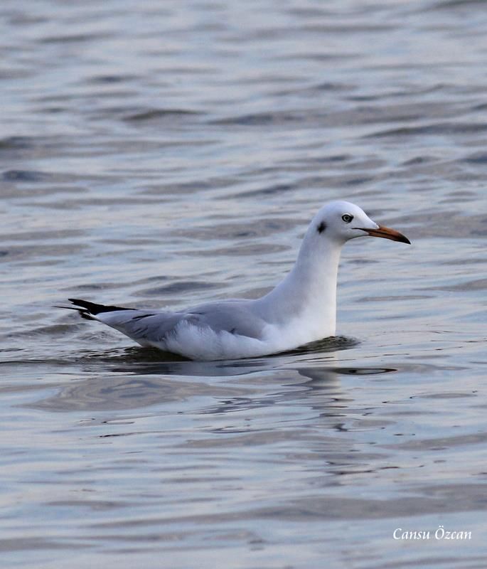 Slender-billed Gull