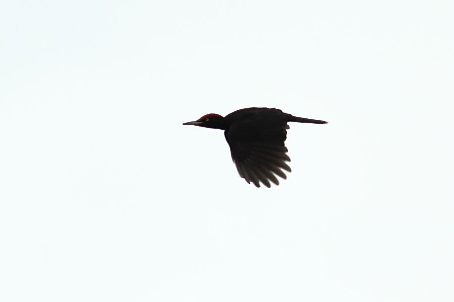 Black Woodpecker