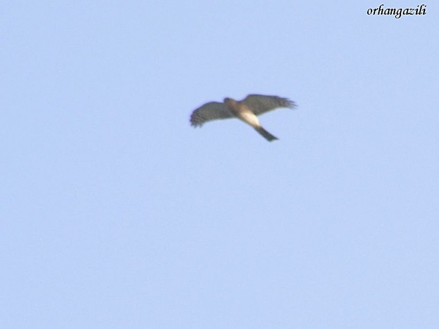 Eurasian Sparrowhawk