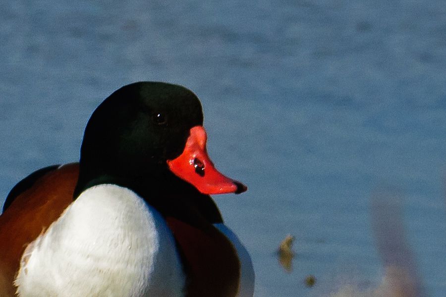 Common Shelduck