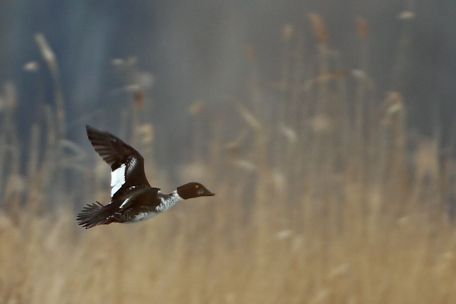 Common Goldeneye