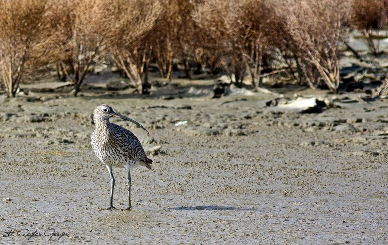 Eurasian Curlew