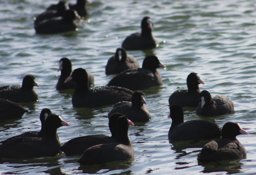 Eurasian Coot
