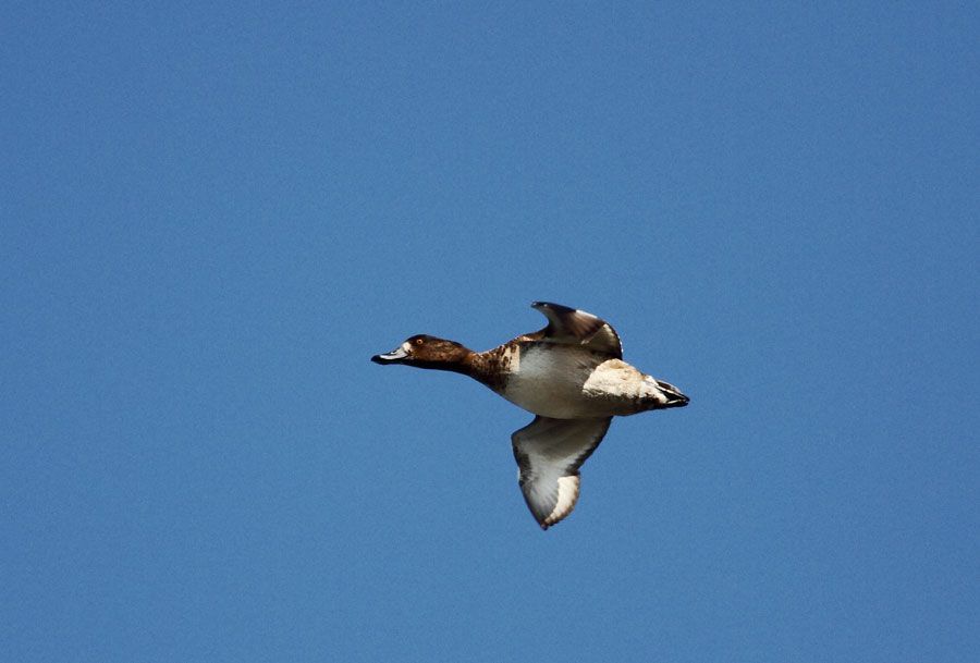 Greater Scaup