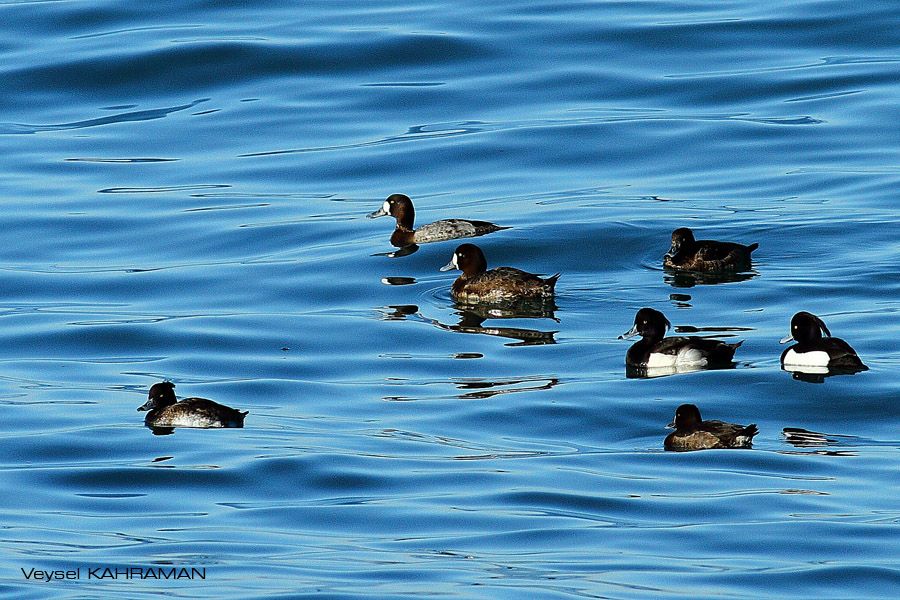 Greater Scaup