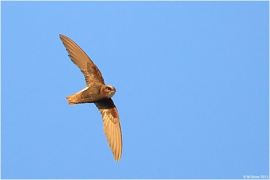 Little Swift