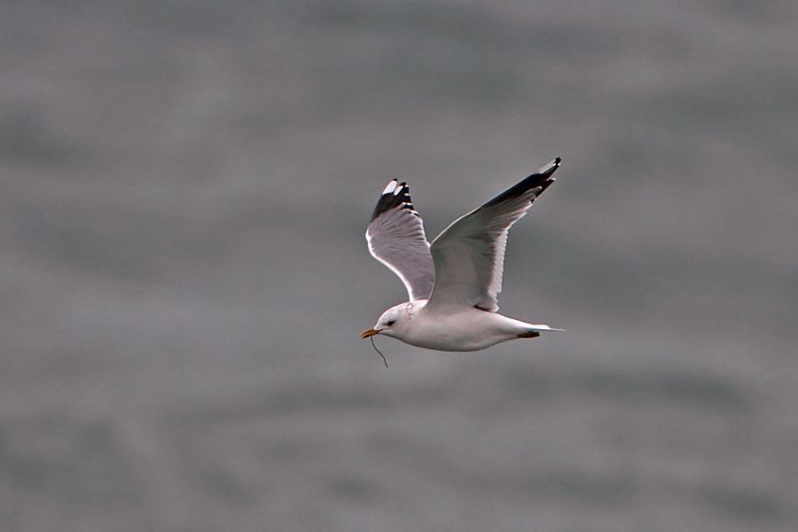Common Gull