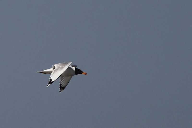 Pallas`s Gull