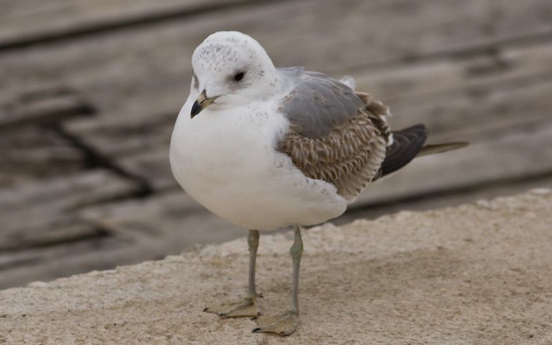 Mew Gull