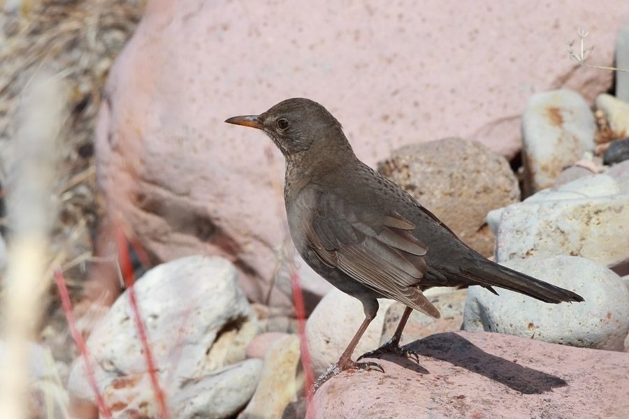 Common Blackbird