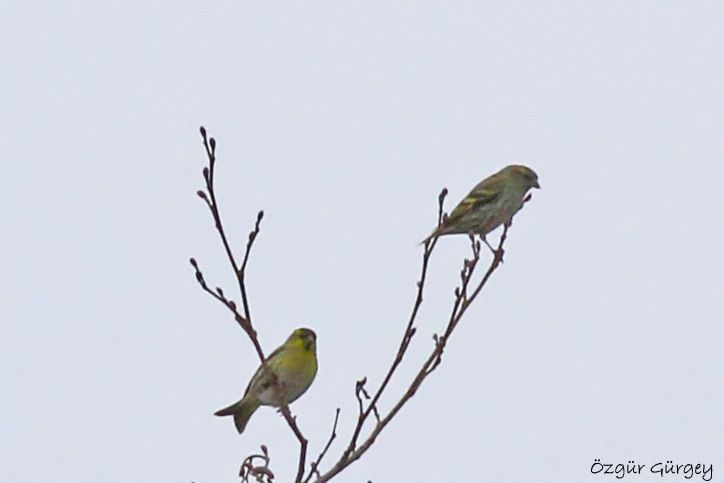 Eurasian Siskin