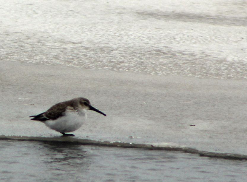 Dunlin