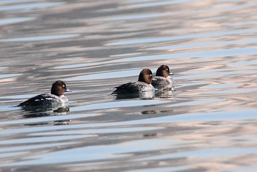 Common Goldeneye