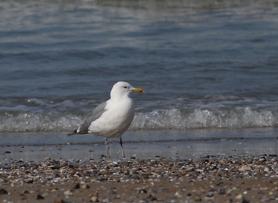 Caspian Gull