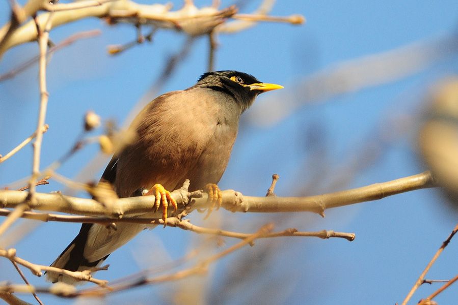 Common Myna