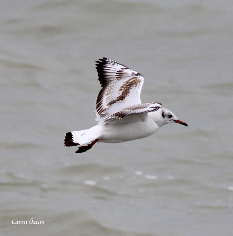 Black-headed Gull