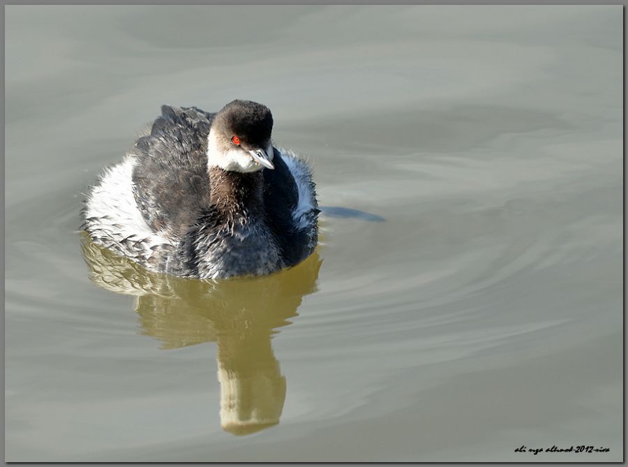 Black-necked Grebe