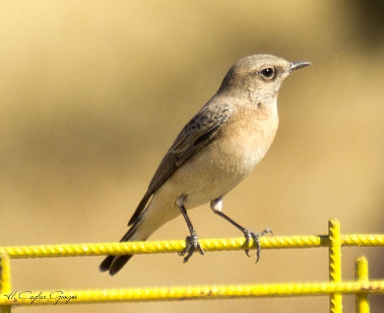 Northern Wheatear