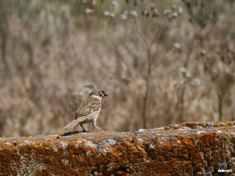 Eurasian Tree Sparrow