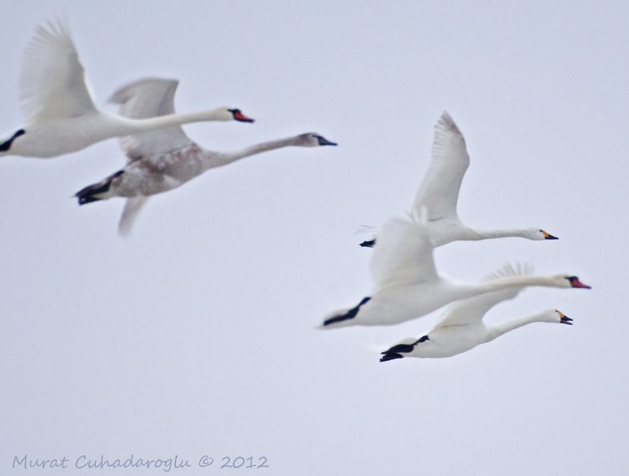 Tundra Swan