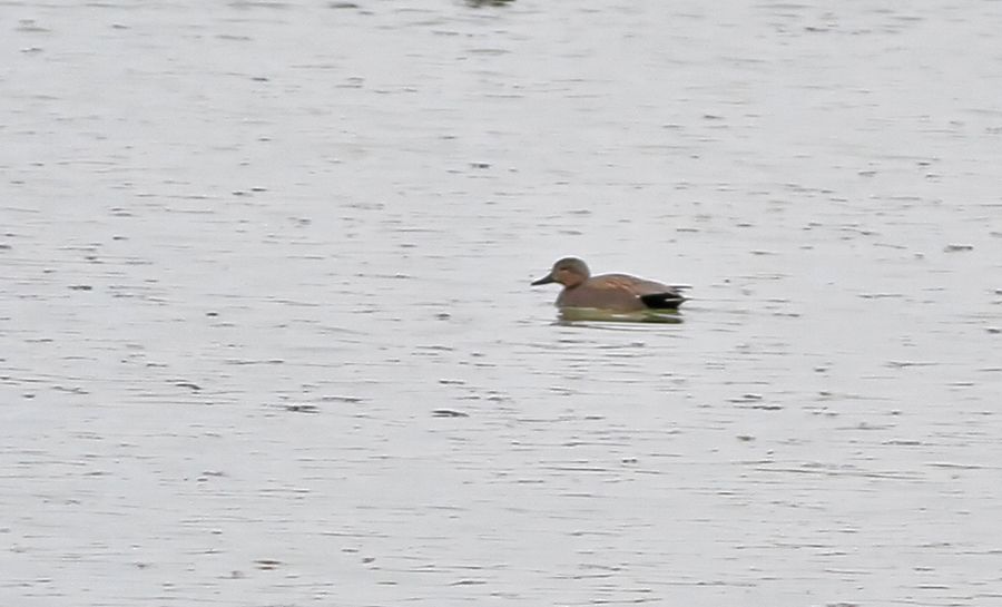 Gadwall