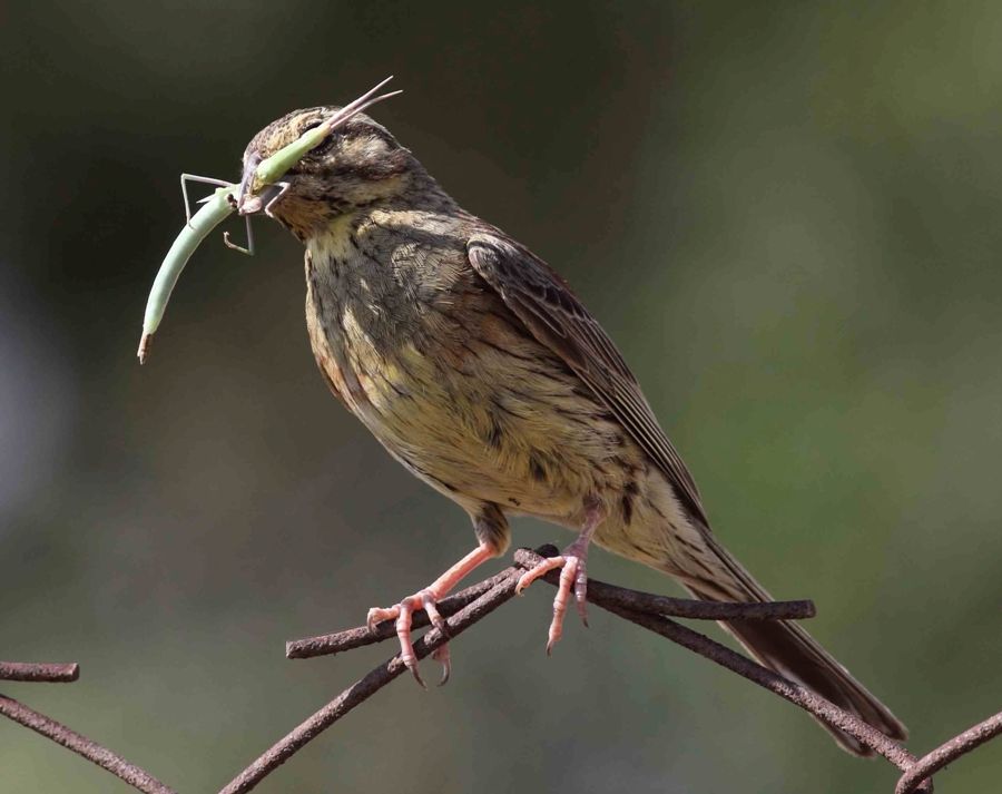 Cirl Bunting